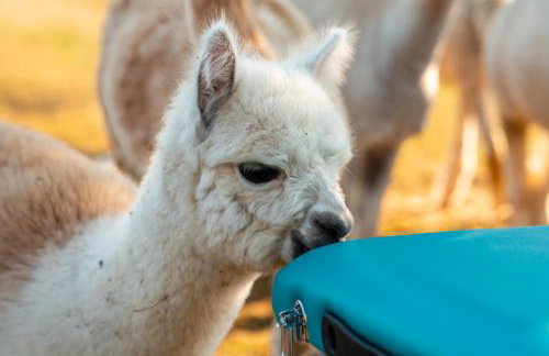 Alpaka-Ranczo AFF - Foto 20