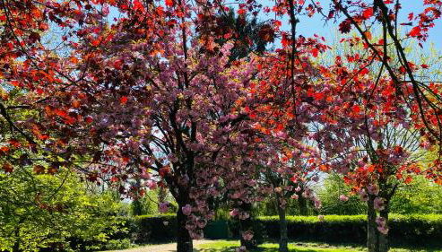 Le tulipier - Foto 2