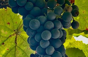 Vila Aurora - Foto 38