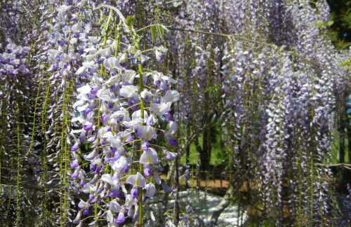 Azienda Agrituristica Le Betulle - Foto 79