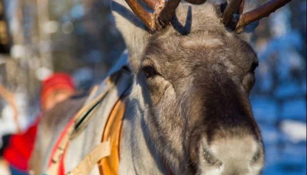 Paseo en trineo de renos - Foto 5, Uno de los renos que nos acompañarán