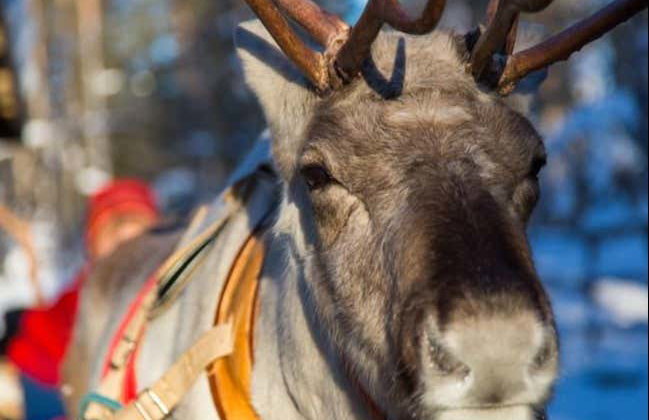 Paseo en trineo de renos - Foto 5