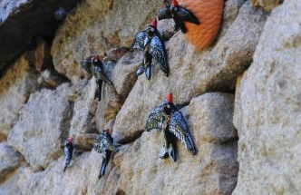 Casinhas da Levada - Foto 16