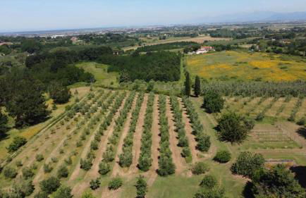 Antica Fattoria Borghesi - Foto 19