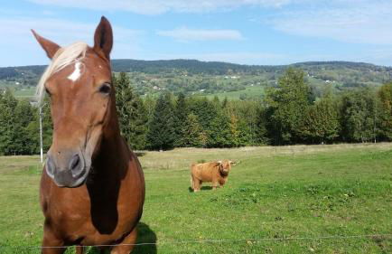 Gite châlet nature haute vosges - Foto 39