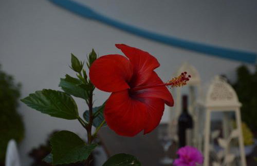 Stella's traditional house. - Foto 18