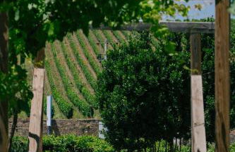 Quinta Vale de Sousa - Douro Valley - Foto 137