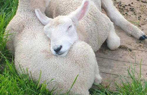 The Willow (Alton Towers, Animals, Peak District) - Foto 40