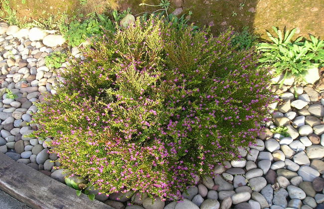 Rural Obaya - Photo 21