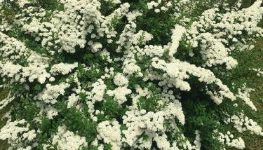 Villa Lucia appartamento Fiore - Foto 5, Garden, Garden view