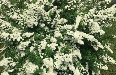 Villa Lucia appartamento Fiore - Photo 5