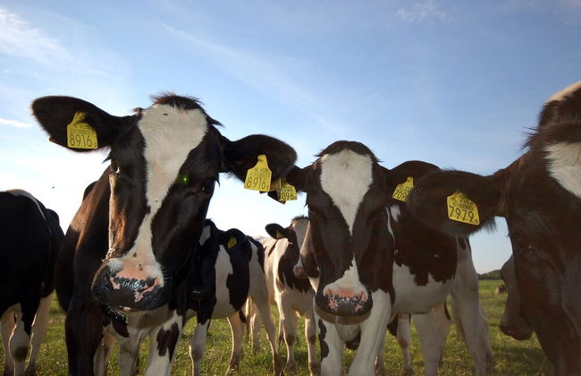 Comfy Chalet with Palletstove near Wadden Sea - Foto 42
