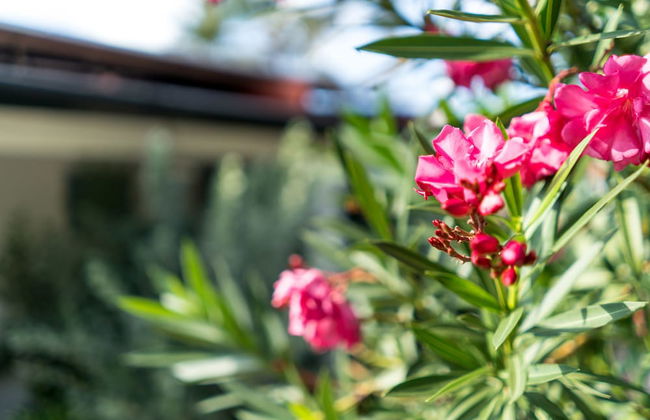 Cas Elizabeth - Foto 56