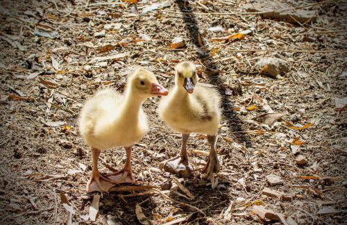 Moulin de Tartay en Avignon - Foto 70
