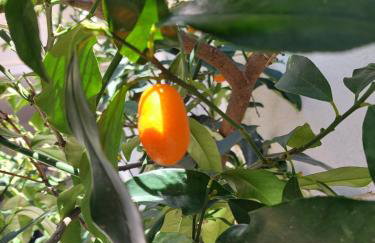 Apartmani BaSaDa by the sea Kuciste - Perna, Peljesac - 4545 - Foto 20