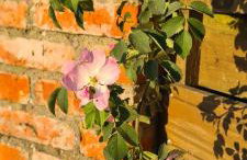 Domek Mazury - Jezioro Orzysz - Foto 50