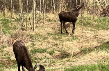 Meandering Moose Apartment Vacation Rental - Foto 41