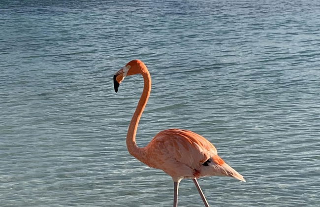 Oceanside Luxury The Cove Palm Beach 2BR 2 5BA - Foto 29