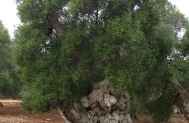 Masseria La Gravina - Foto 63