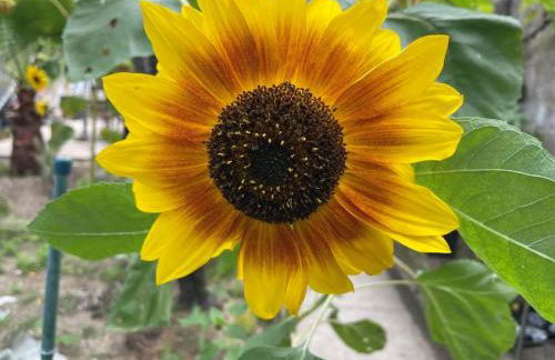 Maisonnette quartier Arago - Photo 20