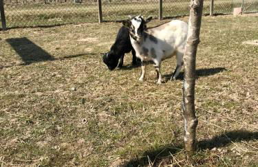 Agriturismo Tiare dal Gorc - Photo 41