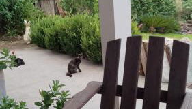 Acomodação do Viveiro Bela Flor - Photo 2