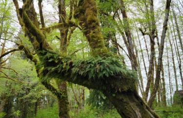 A Relaxing Getaway-A Backwoods Cabin SolDuc River - Foto 43