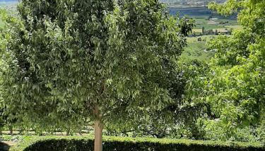 Il Castagneto - Photo 2