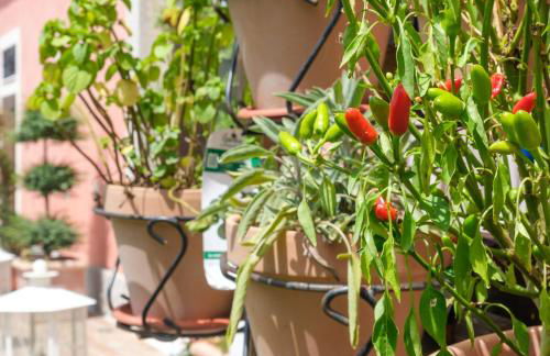 Taverna Ferrigno - Foto 58