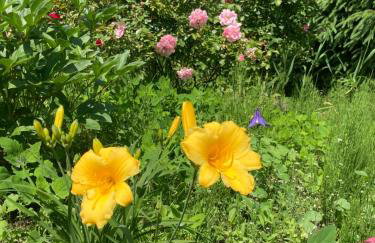 Dom w Sąpach - Foto 45