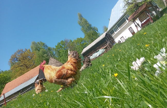 Room in Guest Room - Idylic Family Sejour With Hottube in Green Land - Photo 12