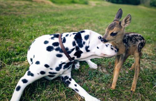 Il Bosco del Lebbio - Foto 20