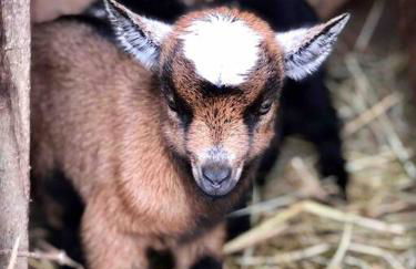 Airstream at a Petting Zoo w/ Hot Tub - Foto 36