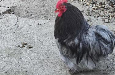 Apartamenty u Gumisia "Gumisiówka" mała agroturystyka Kłodzko Jaszkowa Górna - Foto 38