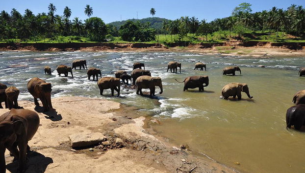 Pinnawala Elephant Orphanage - Excursion d'une Journée - Photo 3