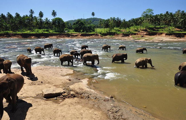 Pinnawala Elephant Orphanage - Excursion d'une Journée - Photo 3