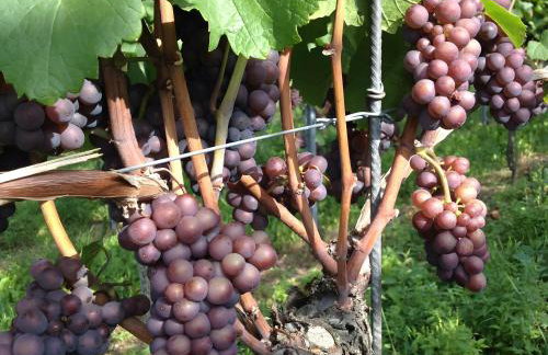 Ferien- Und Winzerhof Simon - Photo 24