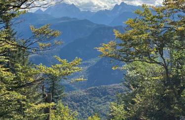 Silberwurz - Foto 14