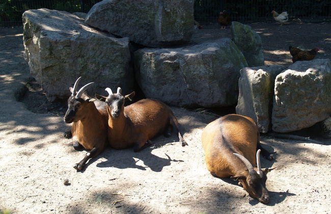 Tidy Furnished Chalet With a Dishwasher - Foto 18