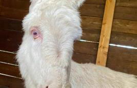 Villa Boeddu, relax tra mare e campagna - Foto 64