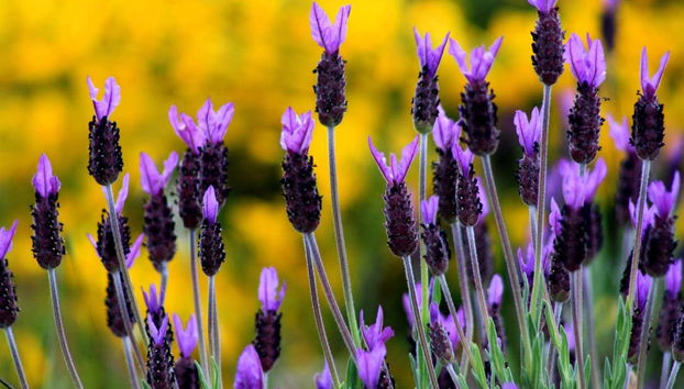 Descubriendo los secretos de la producción de miel