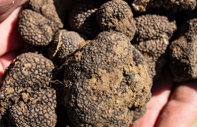 Tour da trufa por Cadenet - Foto 1