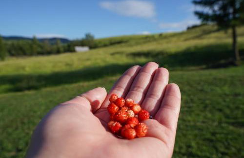 Tam Gdzie Rosną Poziomki - Foto 12