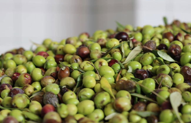 Agriturismo Vulcano - Foto 18