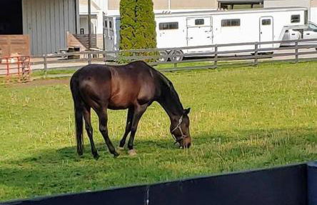 102 Acre Pet Friendly Horse Farm! Bring your horse too! - Foto 34