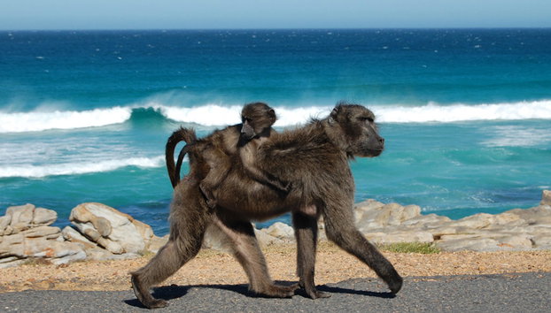 Tour de medio día por Cape Point - Foto 5