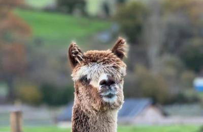 Alpaca cabin-mountain view-hot tub-rural retreat - Foto 33