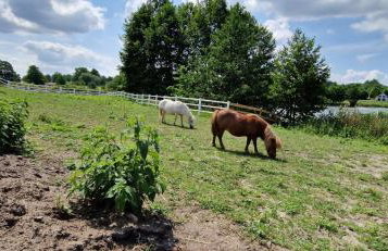 Agroturystyka Zielony Zakątek w Wiewiecku - Foto 21