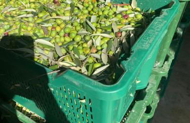 Agriturismo Il Sambuco - Foto 89