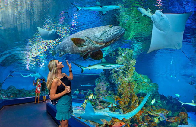 Entrada al Acuario de Cairns - Foto 2
